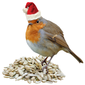 Robin wearing a father Christmas hat on sunflower hearts