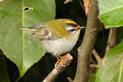 Firecrest in Salehurst, East Sussex