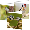 Feathers Blank Garden Bird Photo Cards