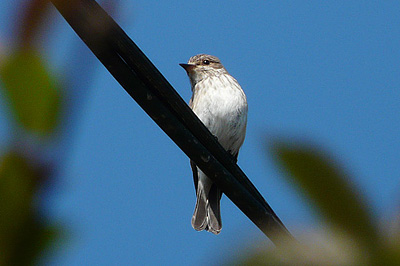 Spotted Flycatcher