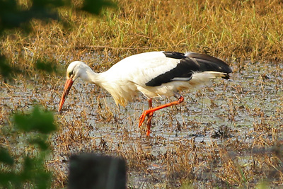 White Stork, Salehurst, 27/05/2020